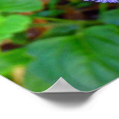 Poster Fleurs sauvages hawaïennes (Coin)