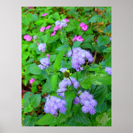Poster Fleurs sauvages hawaïennes (Devant)
