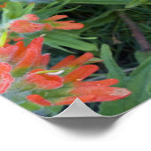 Poster Fleurs sauvages indiens de pinceaux dans la multit (Coin)