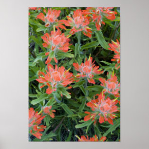 Poster fleurs sauvages indiens en pinceau dans les nombre