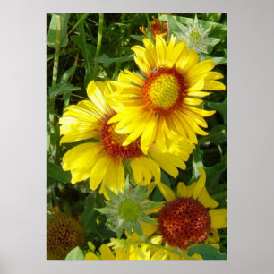 Poster Fleurs sauvages jaunes Gaillardia F6