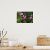 Poster Fleurs sauvages minuscules roses d'Herb Robert (Cuisine)