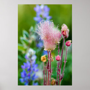 Poster Fleurs sauvages Prairie Smoke dans la forêt d'Aspe