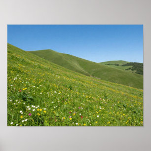Poster Fleurs sauvages printanières vibrantes recouvrant