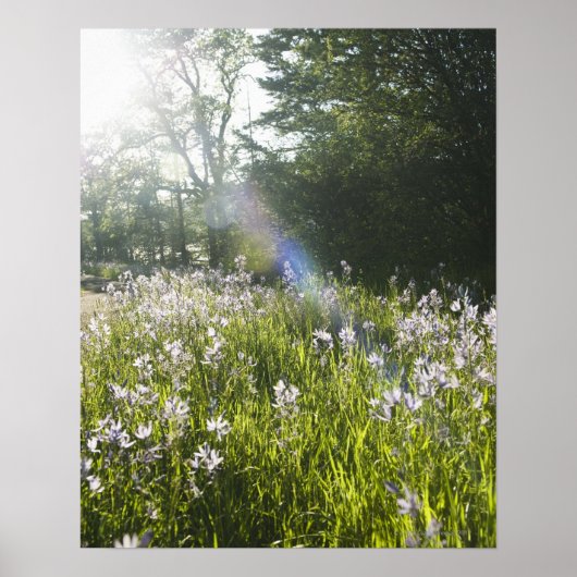 Poster Fleurs sauvages sur le terrain (Devant)