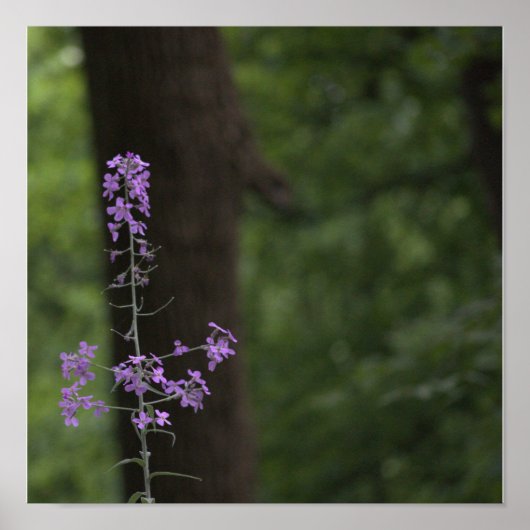 Poster Fleurs sauvages violettes (Devant)