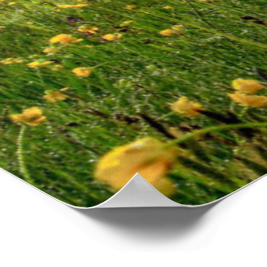 Poster Fleurs | Spring Alpe di Siusi Langkofel (Coin)