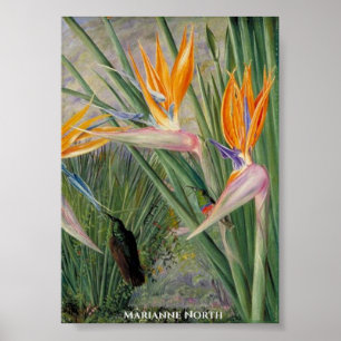 Poster Fleurs Strelitzia et Oiseaux de sucre Marianne Nor