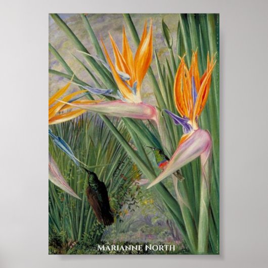 Poster Fleurs Strelitzia et Oiseaux de sucre Marianne Nor (Devant)