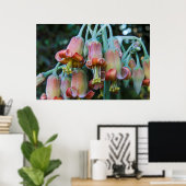 Poster Fleurs succulentes d'Echeveria (Bureau à domicile)