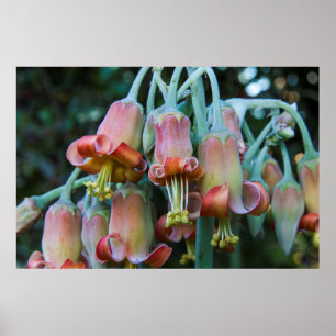 Poster Fleurs succulentes d'Echeveria