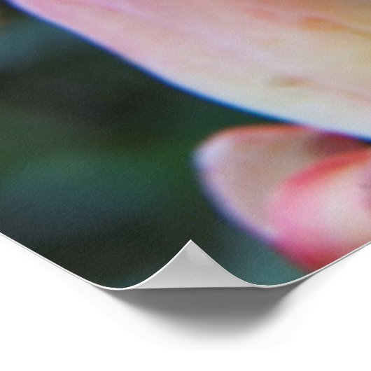 Poster Fleurs Succulentes d'Echeverie (Coin)