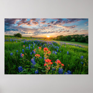 Poster Fleurs   Texas Bluebonnets & Indian Paintbrush