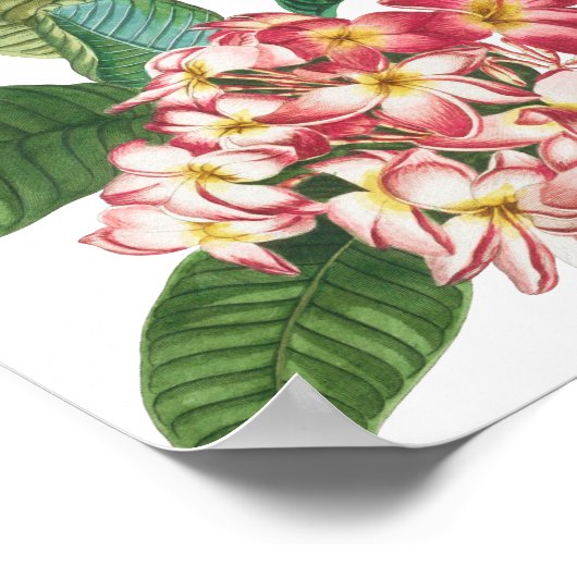 Poster Fleurs tropicales et Mariage de verdure (Coin)