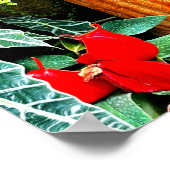 Poster Fleurs tropicales Mexico Hacienda Garden (Coin)