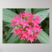 Poster Fleurs tropicales rose vif (Devant)
