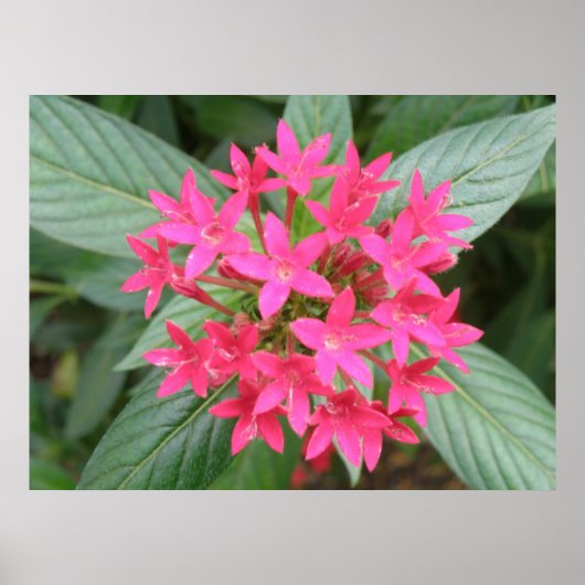 Poster Fleurs tropicales rose vif (Devant)
