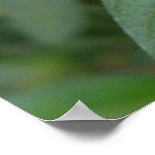 Poster Fleurs tropicales rose vif (Coin)