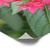 Poster Fleurs tropicales roses vives (Coin)