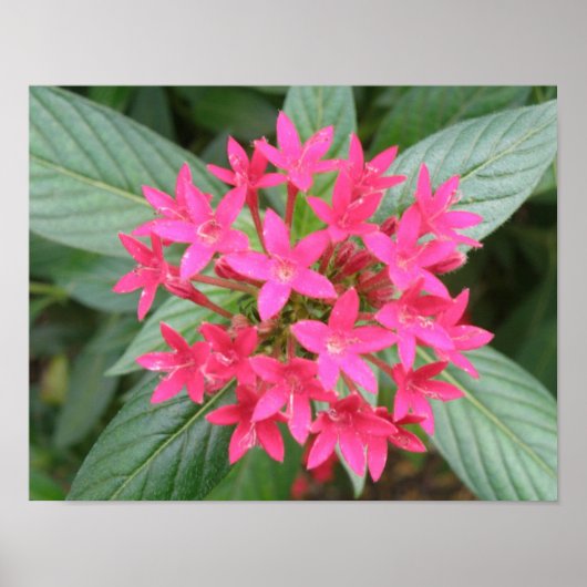 Poster Fleurs tropicales roses vives (Devant)