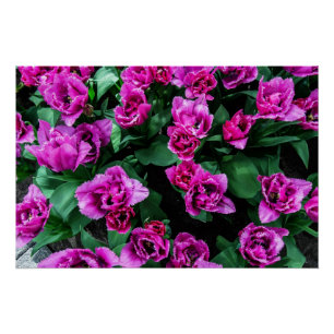 Poster Fleurs tulipes roses