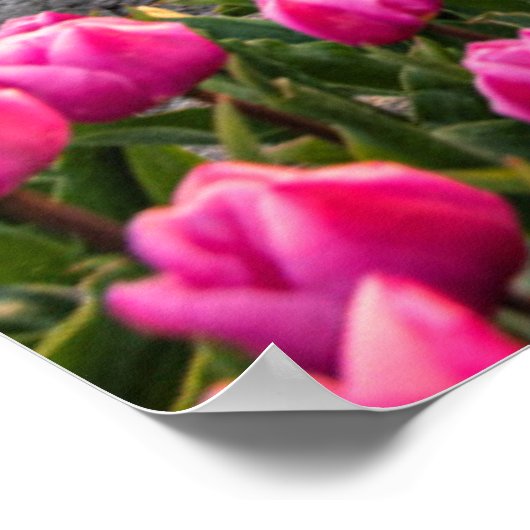Poster Fleurs | Tulips Holland Sud, Pays-Bas (Coin)