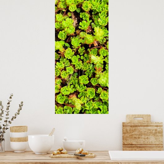 Poster Fleurs vertes Succulentes (Cuisine)