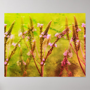 Poster Fleurs Vervain Sauvages Multiplié Art Floral