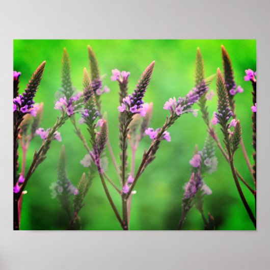 Poster Fleurs Vervain Sauvages Multipliées (Devant)