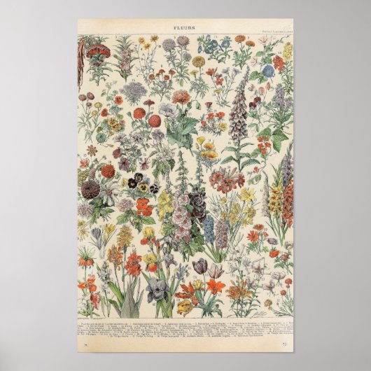 Poster Fleurs Vintage par Adolphe Millot (Devant)