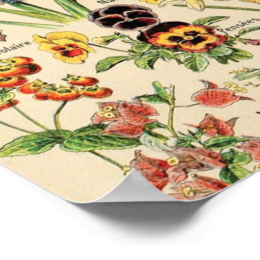 Poster Fleurs vintages (Coin)