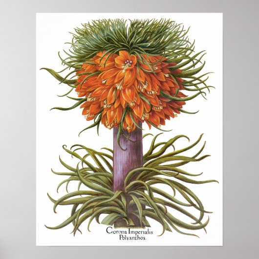 Poster Fleurs vintages de Fritillaria par Basilius Besler (Devant)