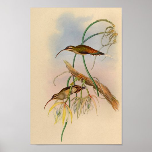 Poster Fleurs vintages d'impression de colibri de 1861 (Devant)