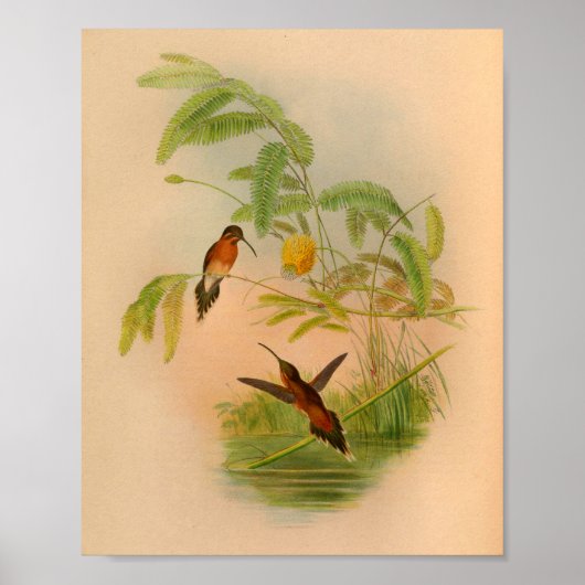 Poster Fleurs vintages d'impression de colibri rouge (Devant)
