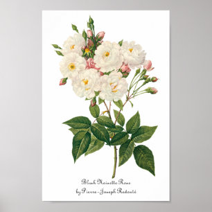 Poster Fleurs vintages Flore Blush Noisette Rose Redoute