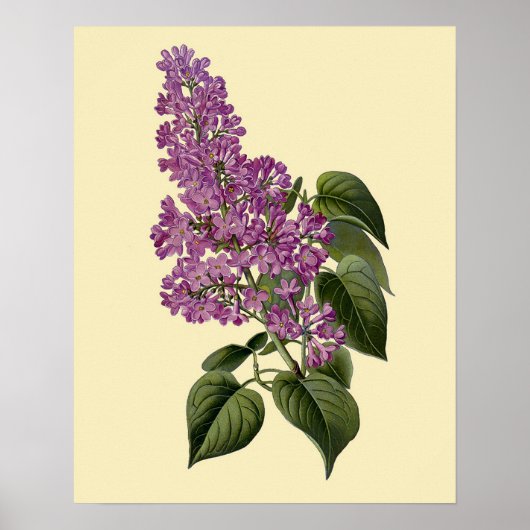 Poster Fleurs vintages Lilac (Devant)