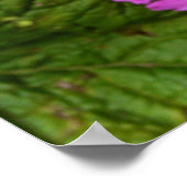 Poster Fleurs violettes de San Francisco (Coin)