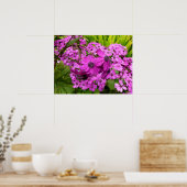 Poster Fleurs violettes de San Francisco (Cuisine)