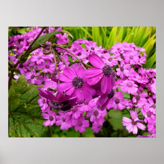 Poster Fleurs violettes de San Francisco (Devant)