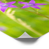 Poster Fleurs violettes délicates dans le champ (Coin)