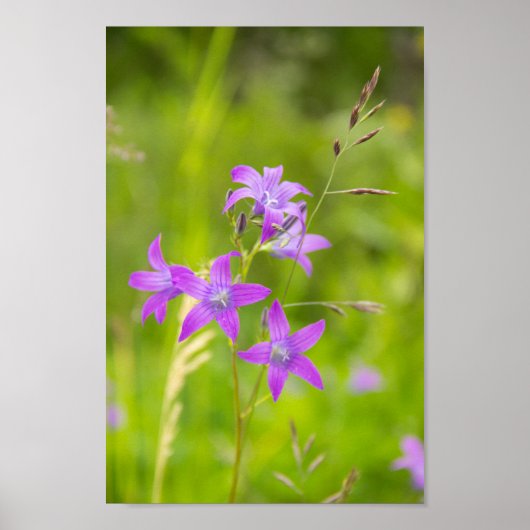 Poster Fleurs violettes délicates dans le champ (Devant)