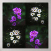 Poster Fleurs violettes et blanches (Devant)