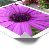 Poster Fleurs violettes et roses (Coin)