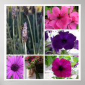 Poster Fleurs violettes et roses (Devant)