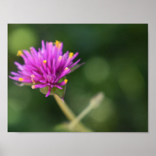 Poster Fleurs violettes Été Nature Photographie Florale