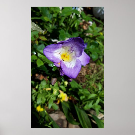 Poster Fleurs violettes Freesia (Devant)