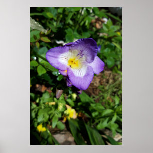 Poster Fleurs violettes Freesia