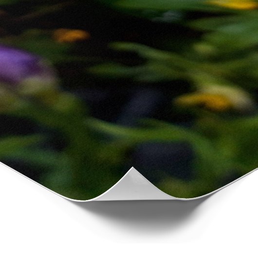 Poster Fleurs violettes Freesia (Coin)