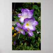 Poster Fleurs violettes Freesia (Devant)