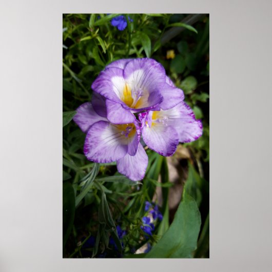 Poster Fleurs violettes Freesia (Devant)